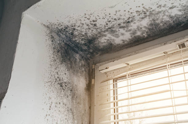 Affordable Mold Remediation solutions in Happy Valley, OR